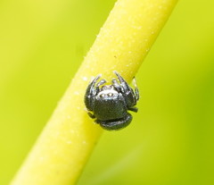 Simaethina
