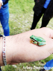 Hyla walkeri