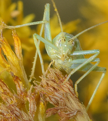 Oecanthus quadripunctatus