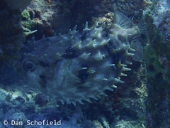 Cyclichthys orbicularis