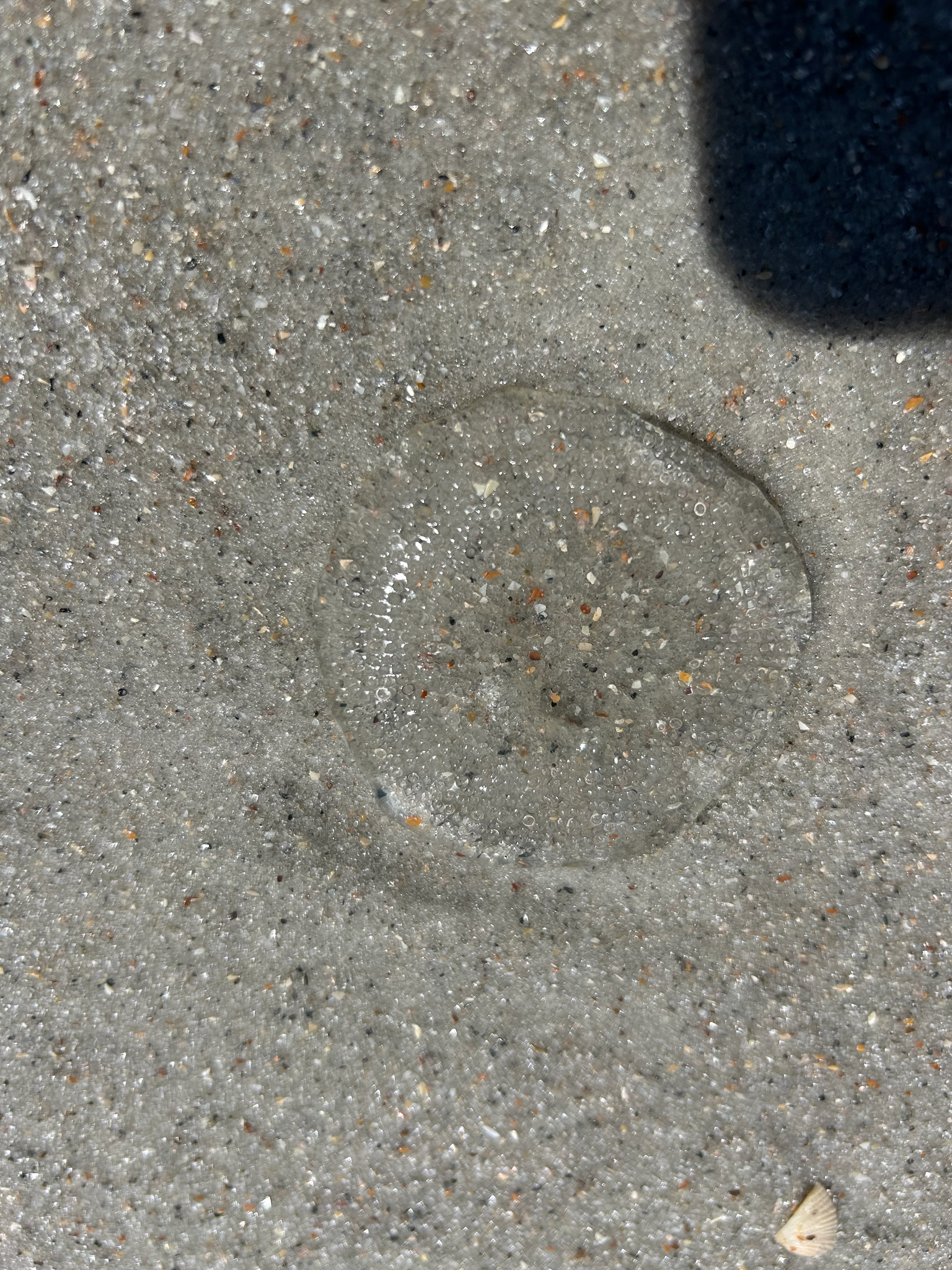 Rhacostoma atlanticum L.Agassiz, 1851