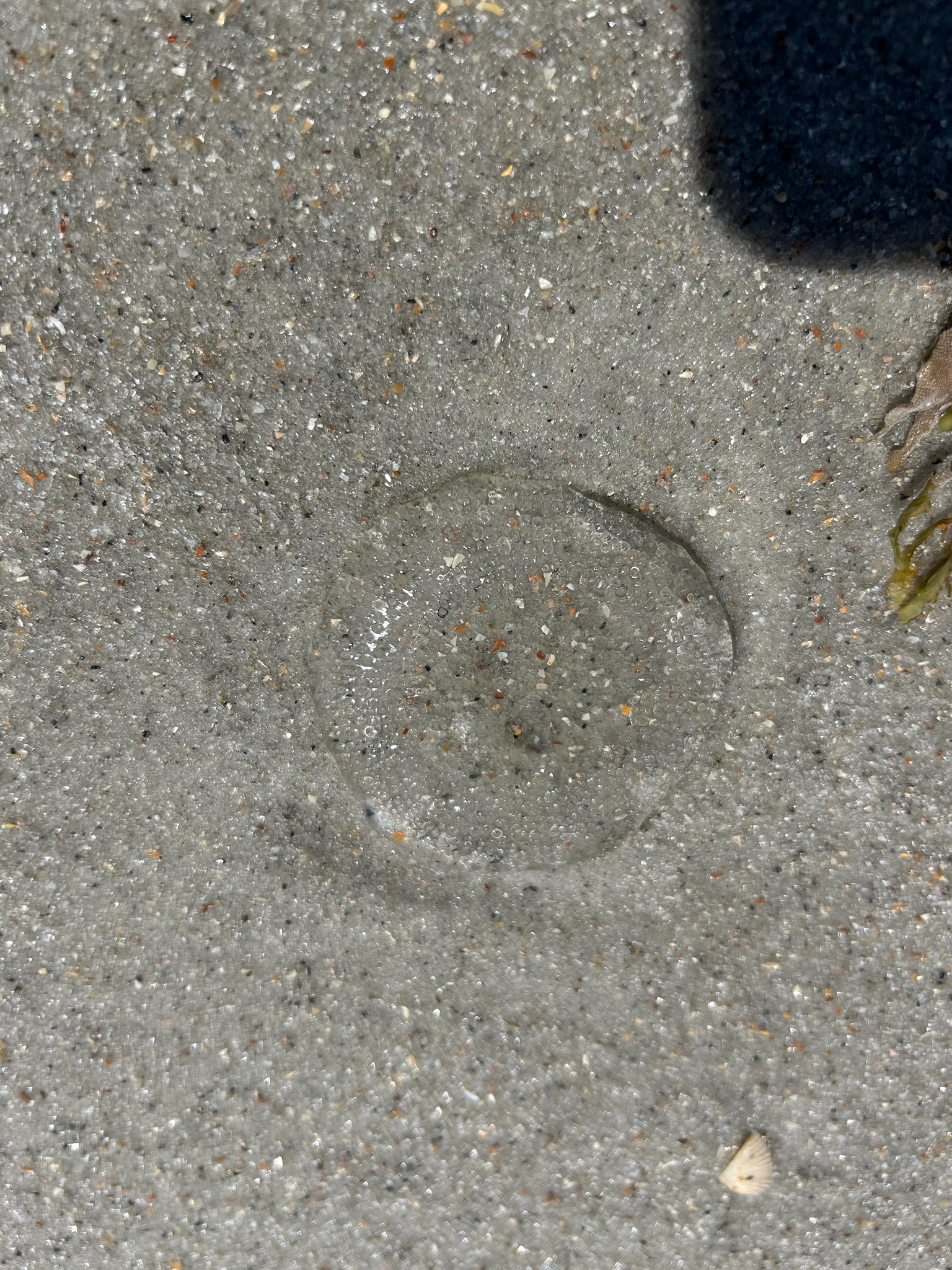 Rhacostoma atlanticum L.Agassiz, 1851