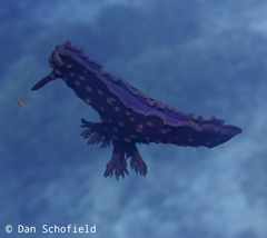 Nembrotha cristata