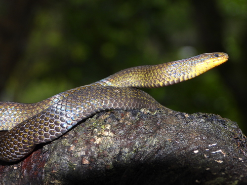 Photo of a Parker's Ground Snake (Atractus carrioni)