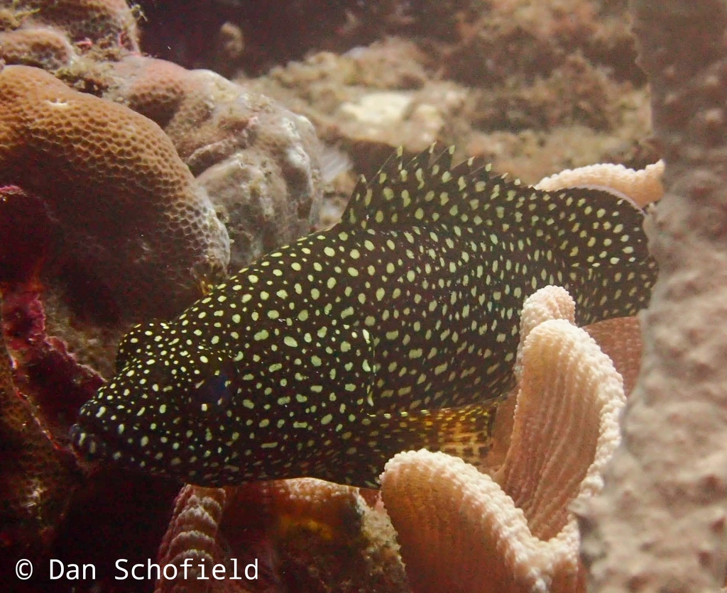 White-streaked grouper