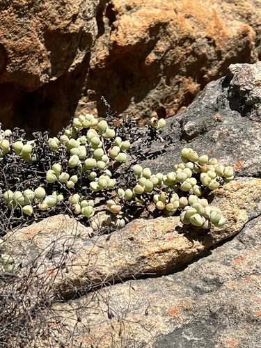 Oscularia piquetbergensis (Oscularia piquetbergensis)
