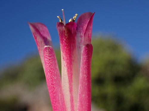 Image of Lachenalia punctata by (c) Ren Hoekstra, some rights reserved (CC BY)