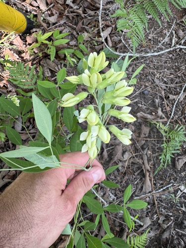Apalachicola wild indigo (Baptisia megacarpa)