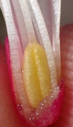 Image of Lachenalia punctata by (c) Ren Hoekstra, some rights reserved (CC BY)