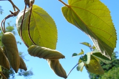 Helicteres baruensis