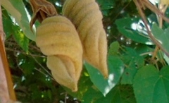 Helicteres baruensis