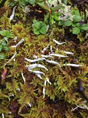 Thamnolia vermicularis vermicularis