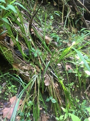 Carex sparganioides