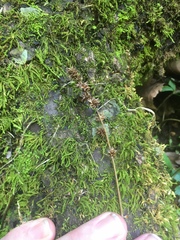Carex sparganioides