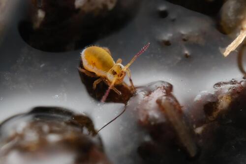 Sminthurides penicillifer