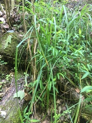 Carex sparganioides