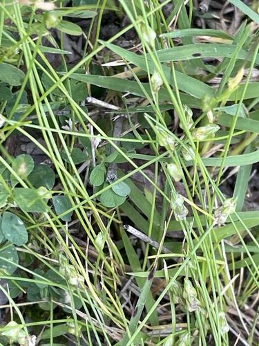 Keeled bulrush (Isolepis carinata)