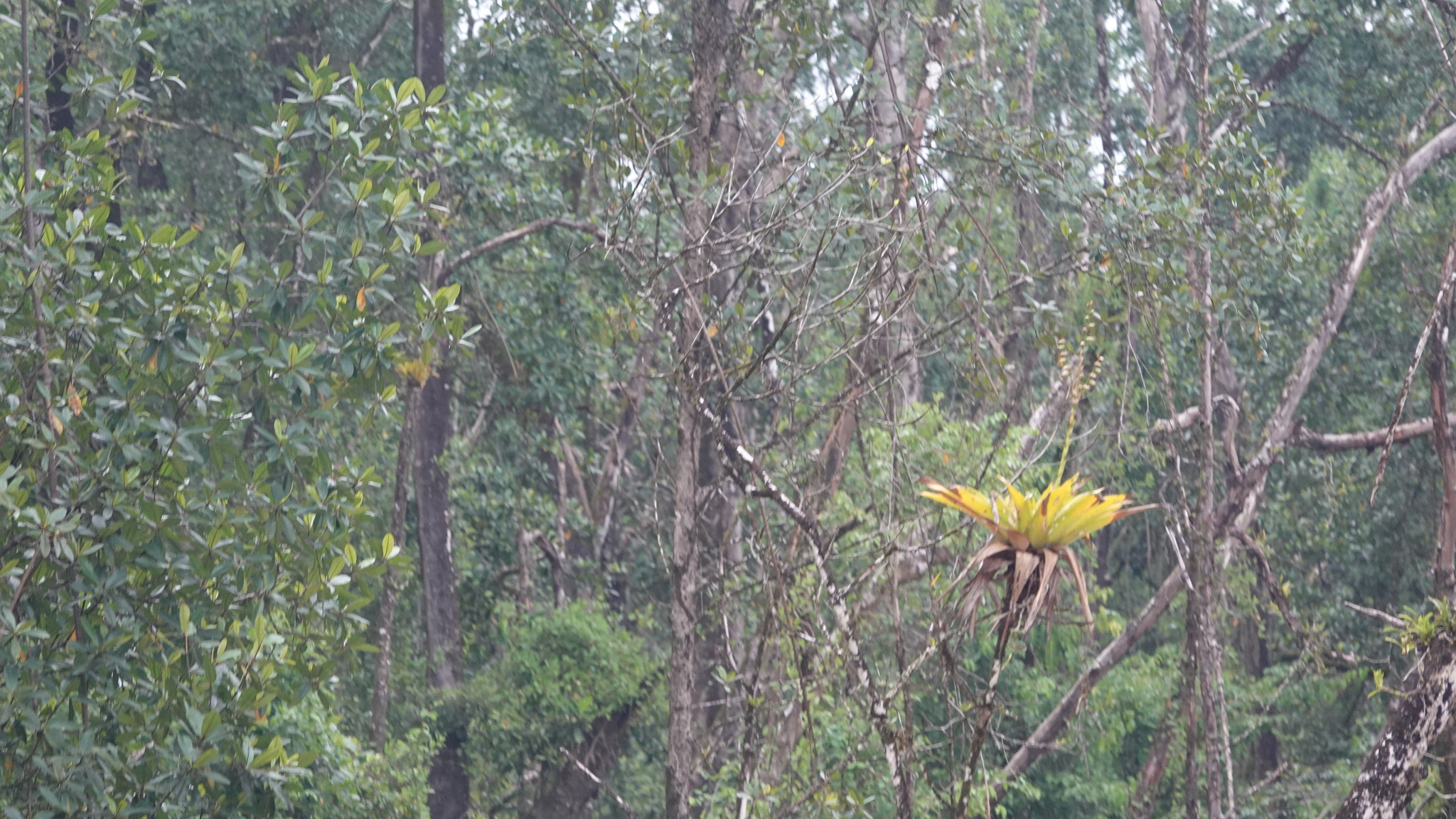 Imagem de Bromélia-gigante