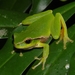 Leaf Green Tree Frog - Photo (c) eyeweed, some rights reserved (CC BY-NC-ND)