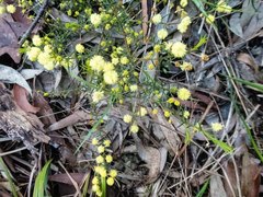 Acacia aculeatissima
