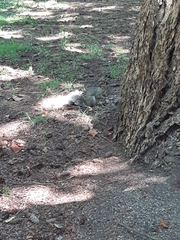 Sciurus carolinensis