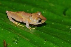 Pristimantis kichwarum