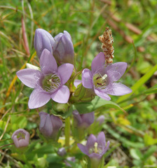 Gentianella ramosa