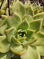 Echeveria agavoides