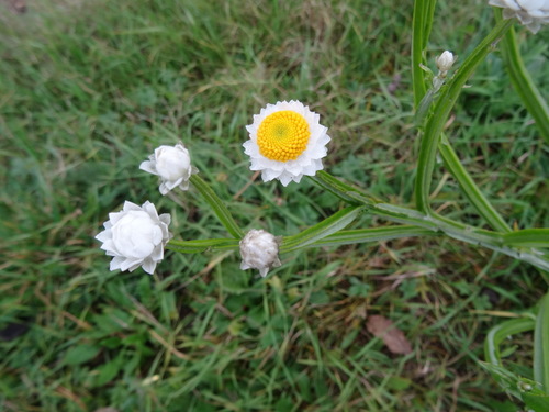 Ammobium alatum R.Br.