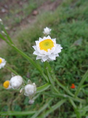 Ammobium alatum