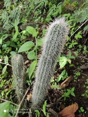 Nyctocereus serpentinus