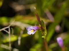 Torenia anagallis