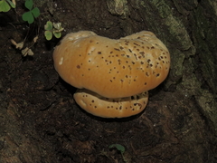 Pseudoinonotus