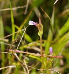 Torenia anagallis