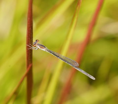 Agriocnemis dobsoni