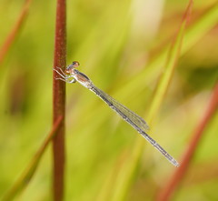 Agriocnemis dobsoni