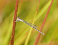 Agriocnemis dobsoni