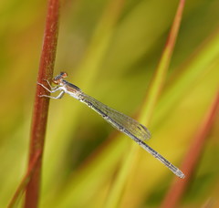 Agriocnemis dobsoni