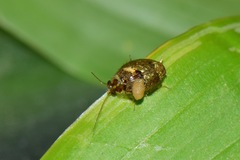 Plectoptera