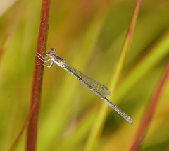 Agriocnemis dobsoni