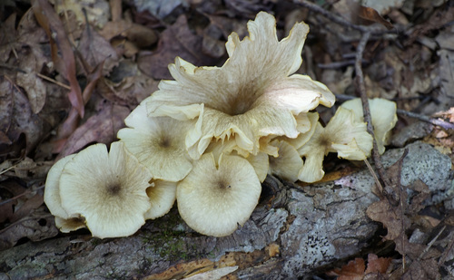 golden-gilled gerronema