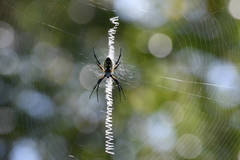 Argiope aurantia