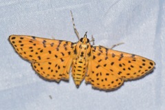 Polygrammodes eleuata