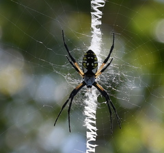 Argiope aurantia