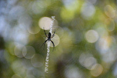 Argiope aurantia