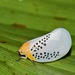 Poekilloptera phalaenoides - Photo (c) Felipe Campos, algunos derechos reservados (CC BY-NC), uploaded by Felipe Campos