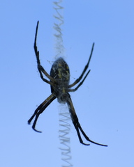 Argiope aurantia