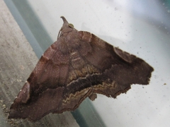 Pangrapta disruptalis