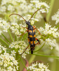 Strangalia attenuata