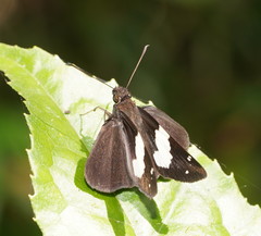 Notocrypta waigensis